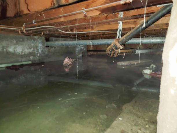 Best Water damage restoration near me  in La Plata, MD